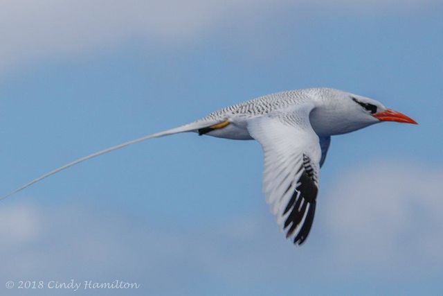 Red-billed Tropicbird