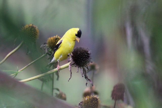 American Goldfinch