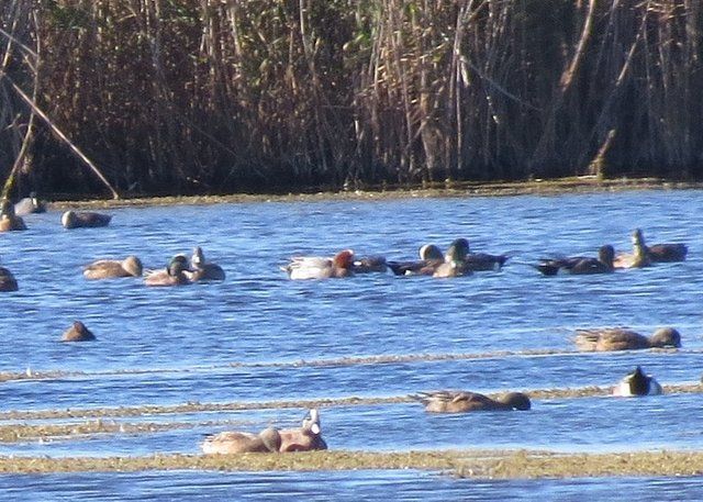 Eurasian Wigeon