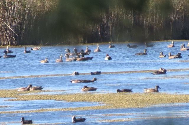 Eurasian Wigeon