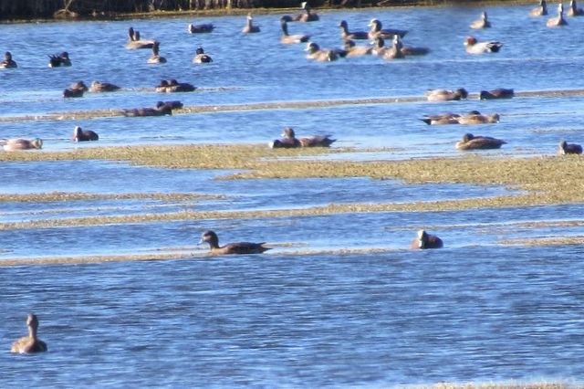 Eurasian Wigeon