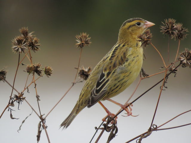 Bobolink