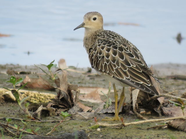 Buff-breasted Sandpiper