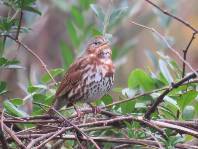 Fox Sparrow
