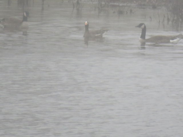 Greater White-fronted Goose