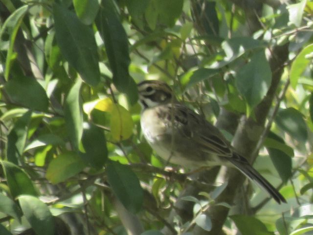 Lark Sparrow