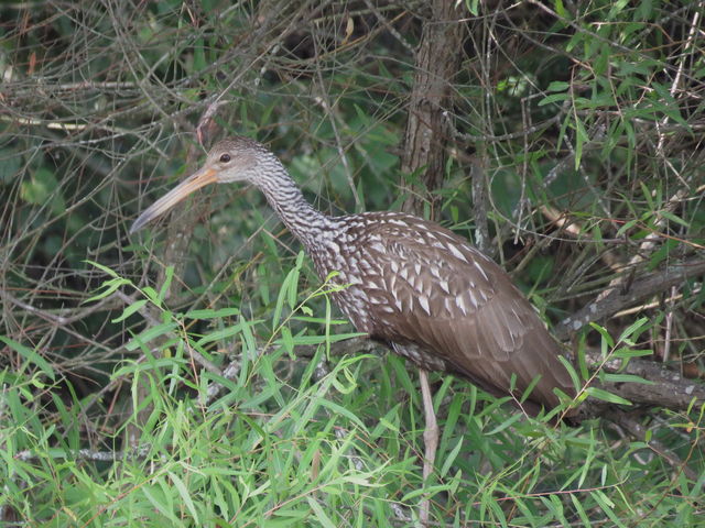 Limpkin