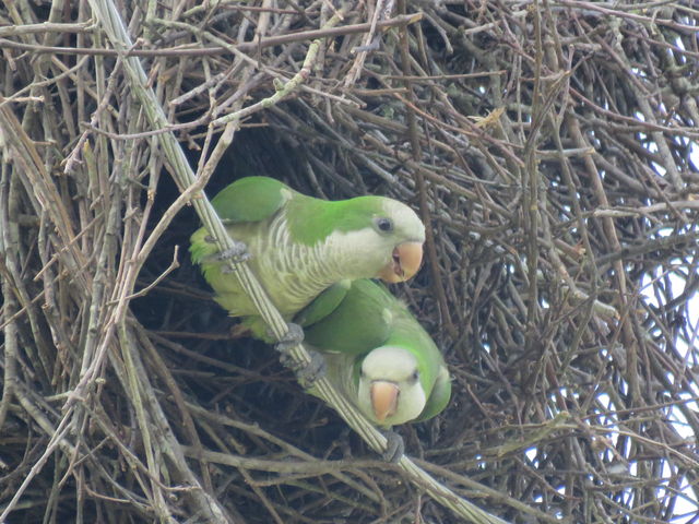 Monk Parakeet