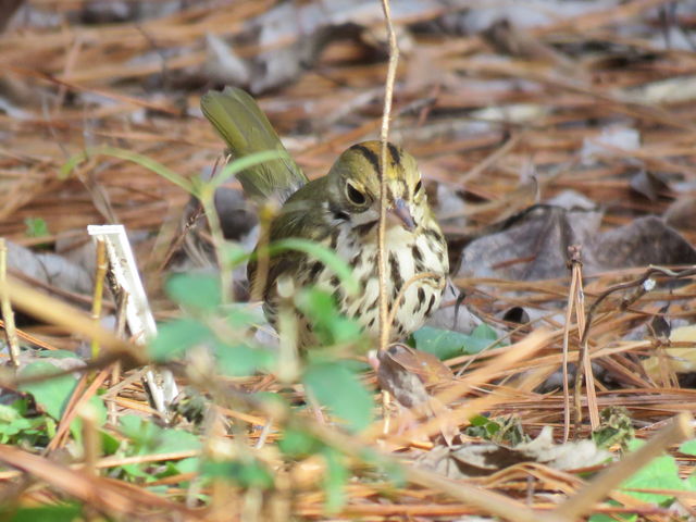 Ovenbird