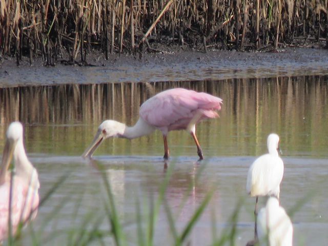 Roseate Spoonbill