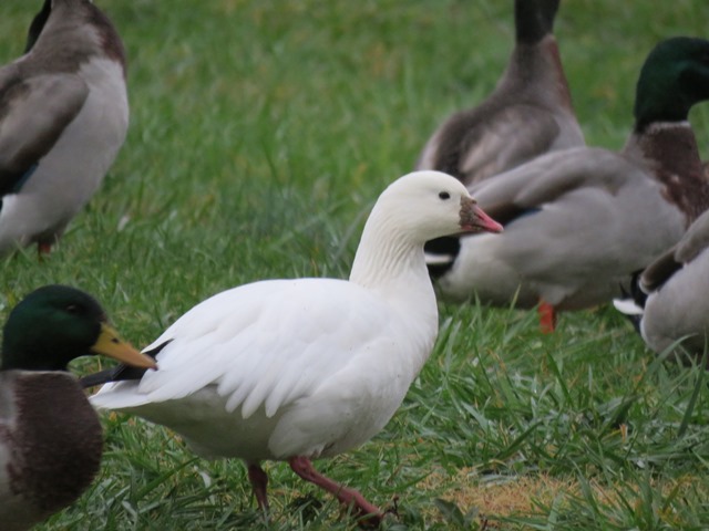 Ross's Goose
