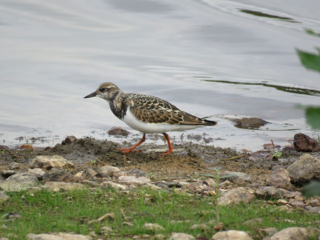 Ruddy Turnstone