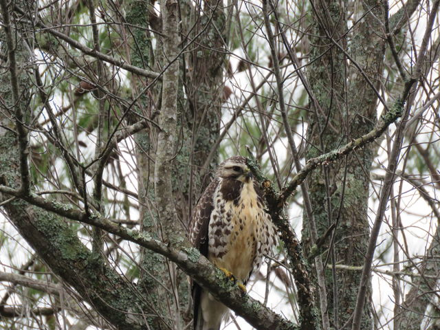 Swainson's Hawk