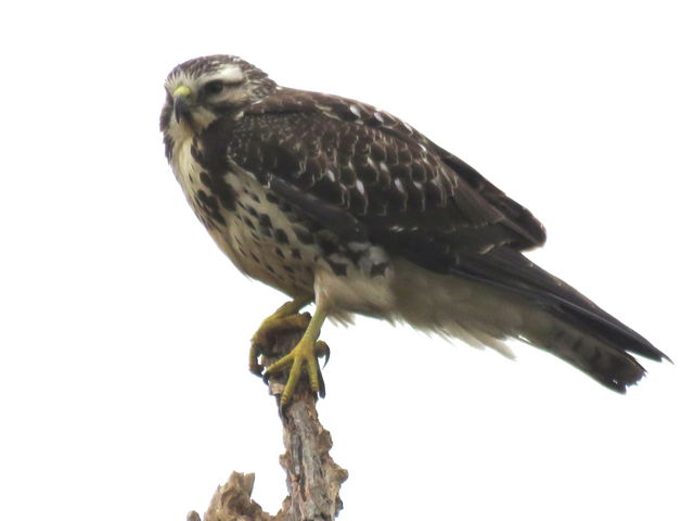 Swainson's Hawk