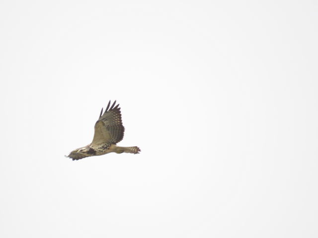 Swainson's Hawk