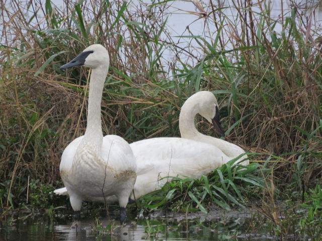 Trumpeter Swan