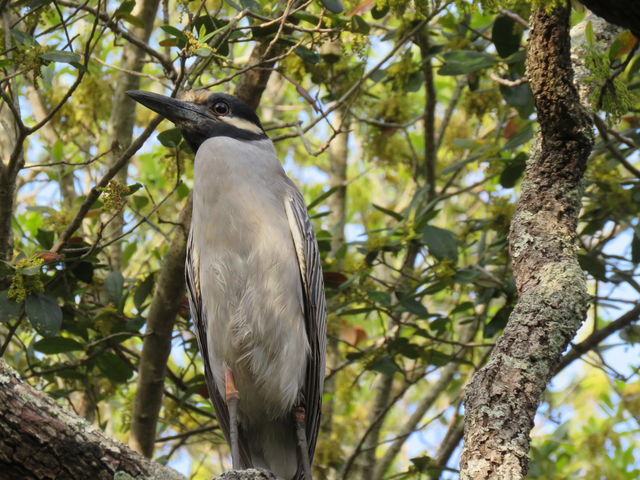 Yellow-crowned Night-Heron