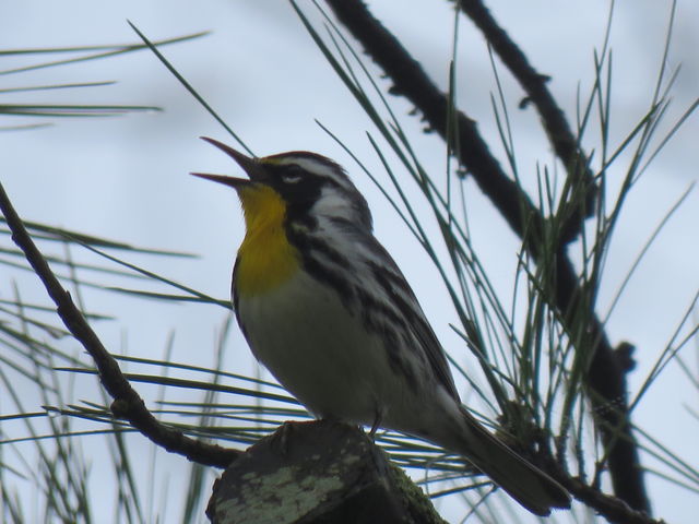 Yellow-throated Warbler