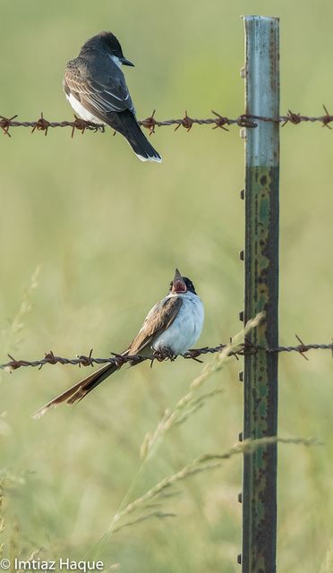 Fork-tailed Flycatcher