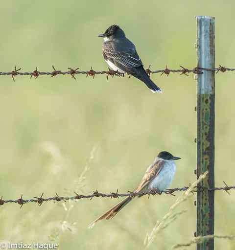 Fork-tailed Flycatcher