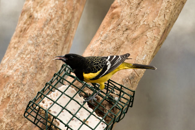 Scott's Oriole