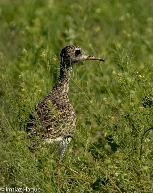 Upland Sandpiper