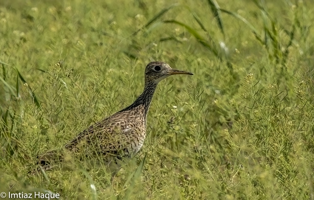 Upland Sandpiper