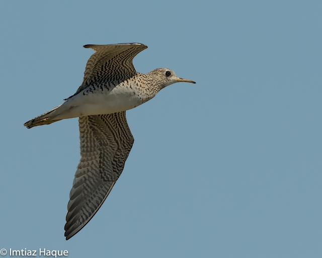 Upland Sandpiper