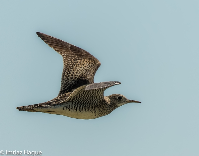 Upland Sandpiper