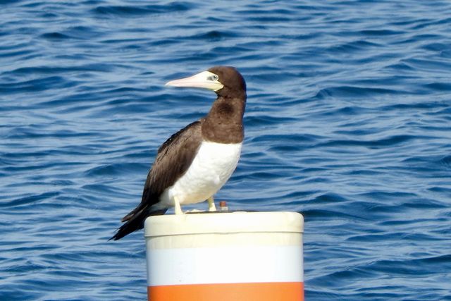 Brown Booby