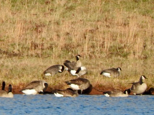 Cackling Goose