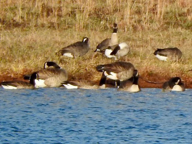 Cackling Goose