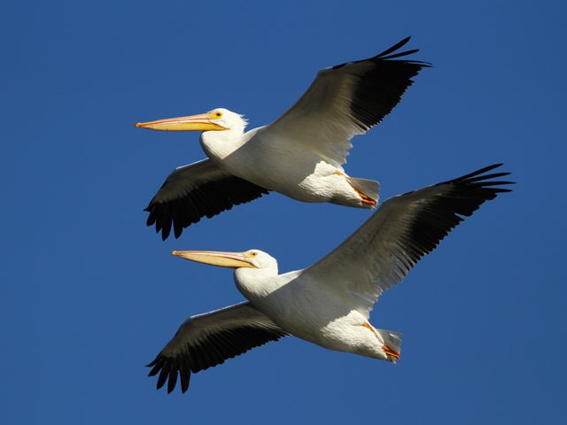 American White Pelican