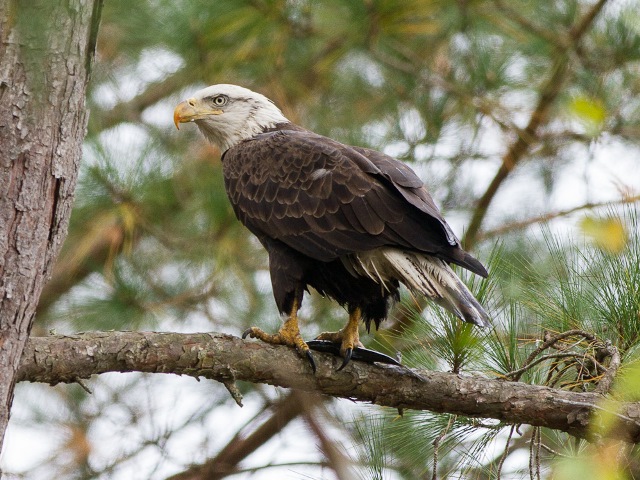 Bald Eagle