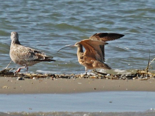 Long-billed Curlew