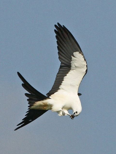 Swallow-tailed Kite