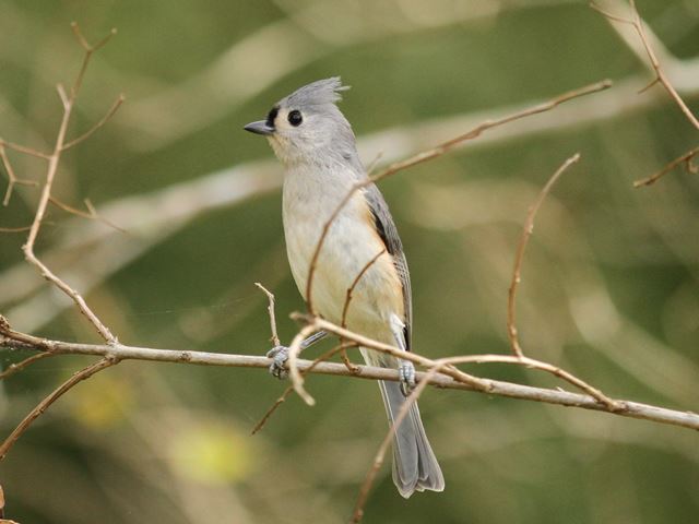 Tufted Titmouse