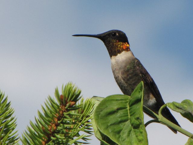 Ruby-throated Hummingbirds