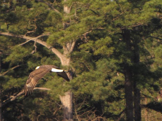 Bald Eagle