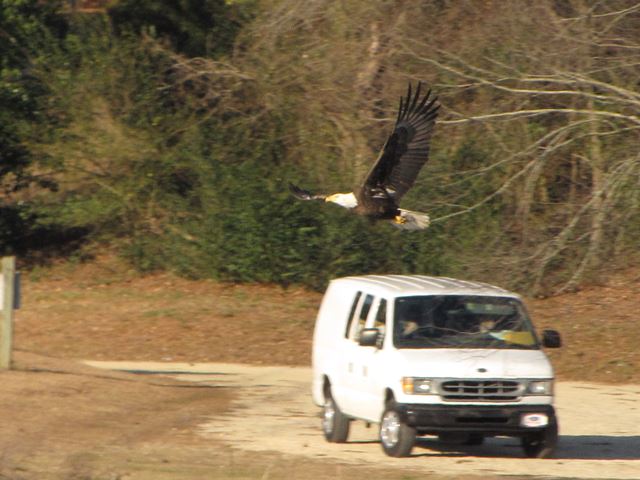 Bald Eagle