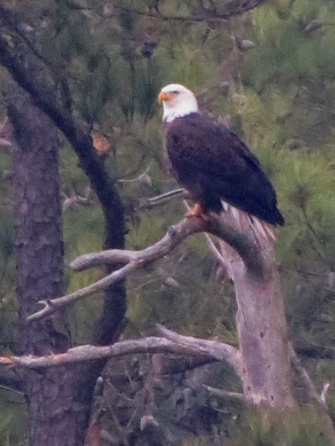 Bald Eagle