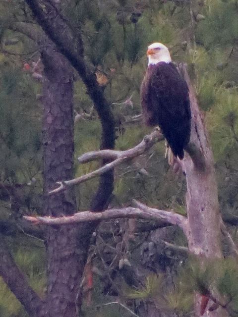 Bald Eagle