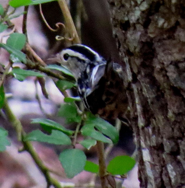 Black-and-white Warbler