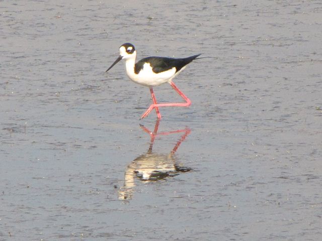 Black-necked Stilts