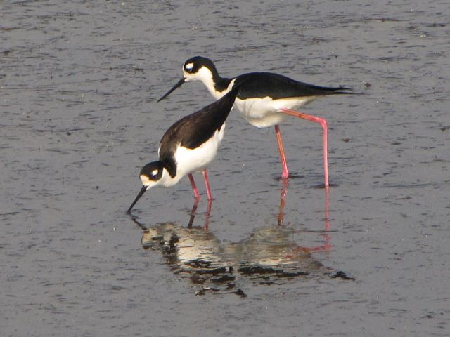 Black-necked Stilts