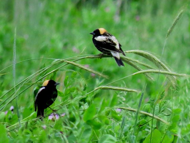 Bobolinks