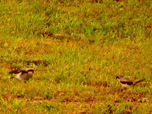 Loggerhead Shrike