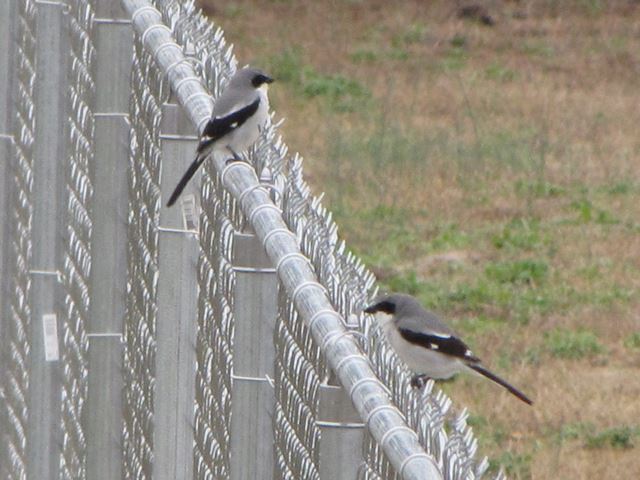 Loggerhead Shrikes