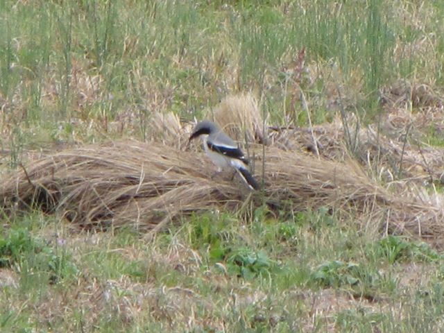 Loggerhead Shrikes