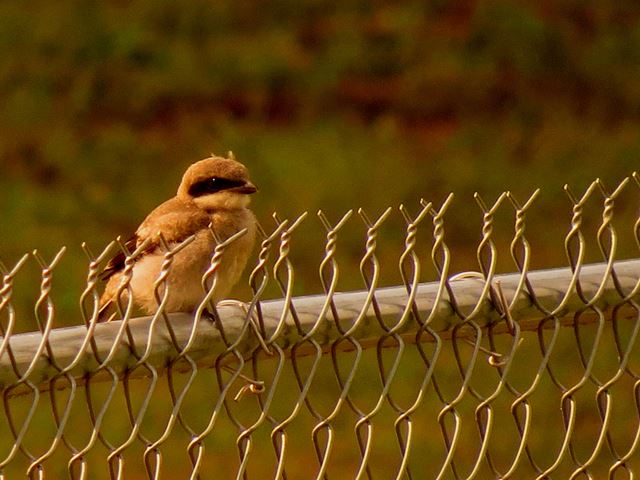 Loggerhead Shrike